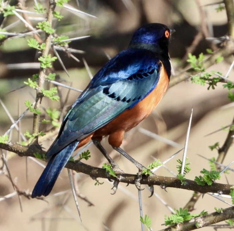 Hildebrandt's Starling - ML645705471