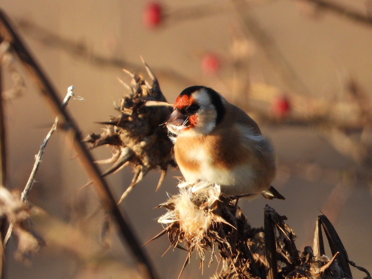 European Goldfinch - ML645705472