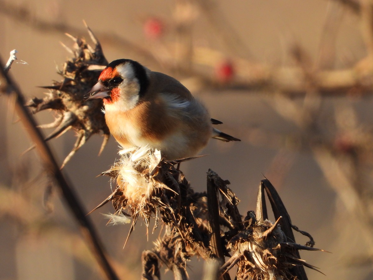 European Goldfinch - ML645705473