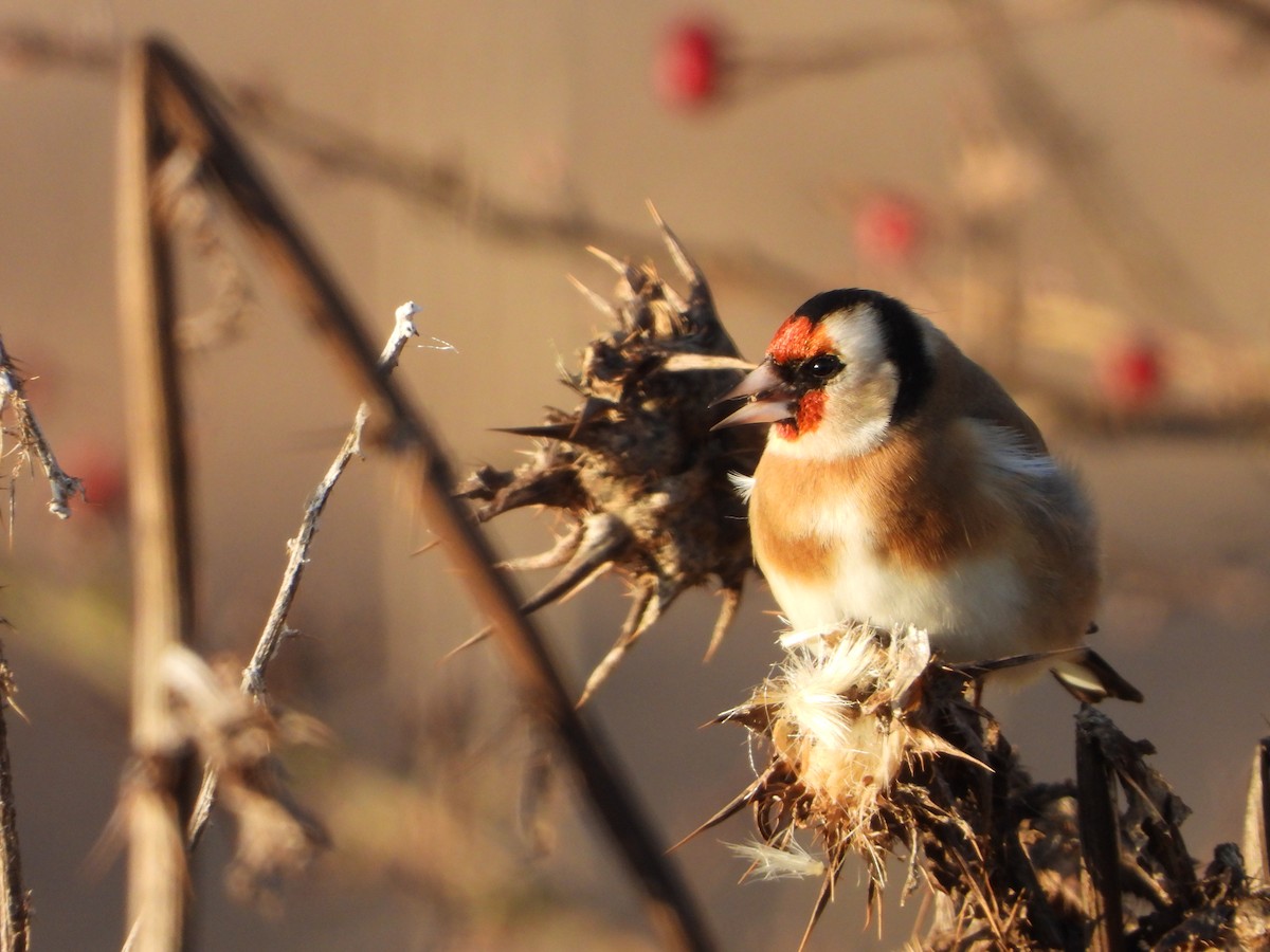 European Goldfinch - ML645705474