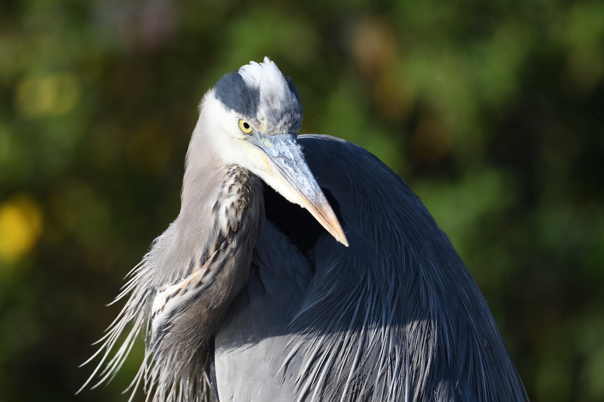 Great Blue Heron - ML645705476