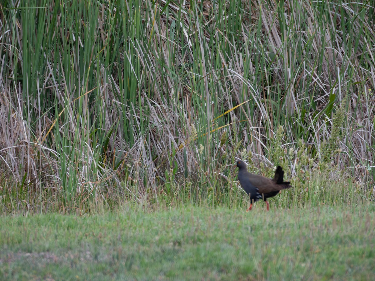 Black-tailed Nativehen - ML645705477