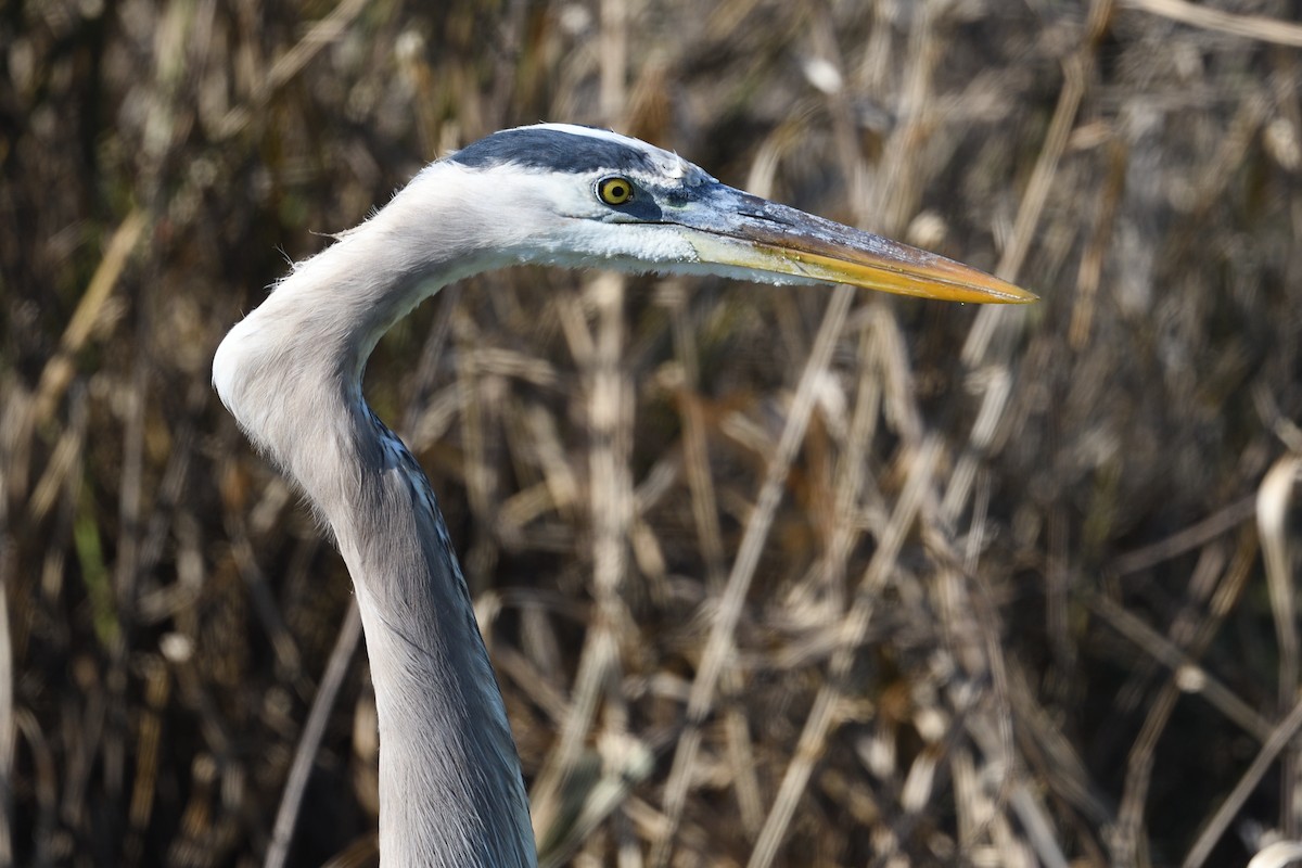 Great Blue Heron - ML645705478