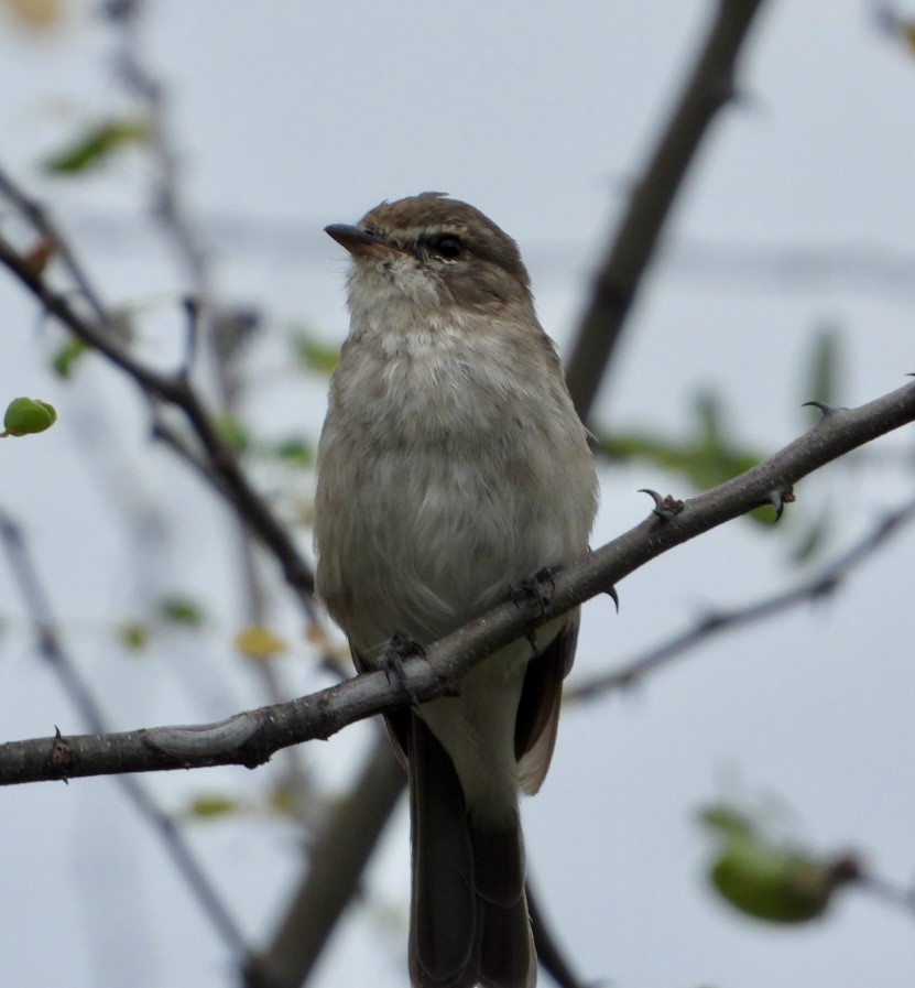 アフリカムナフヒタキ - ML645705482