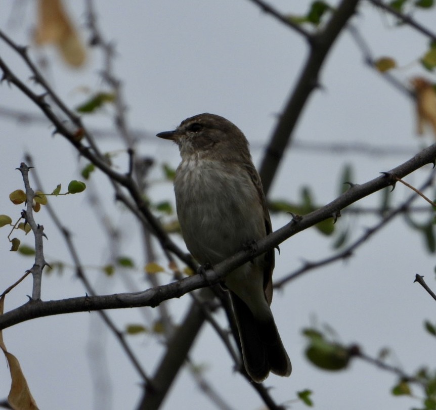 アフリカムナフヒタキ - ML645705483