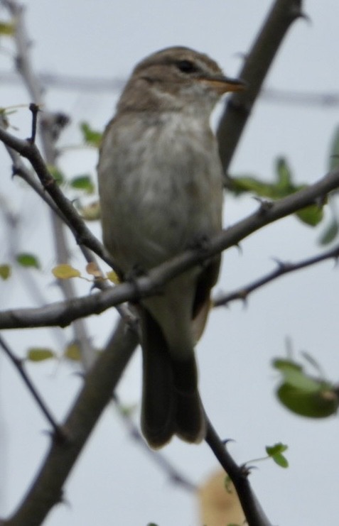 アフリカムナフヒタキ - ML645705484