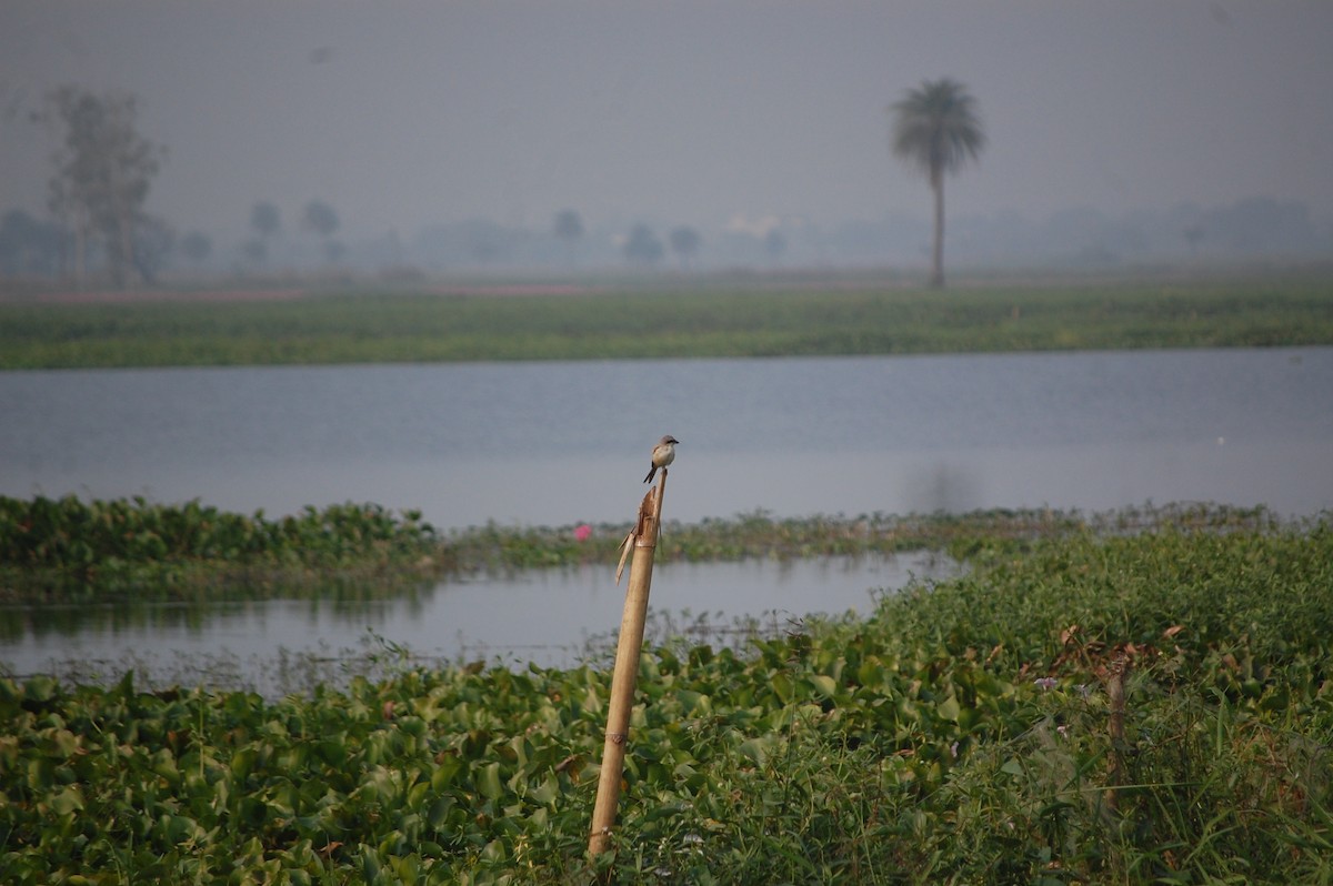 Isabellwürger - ML645705490