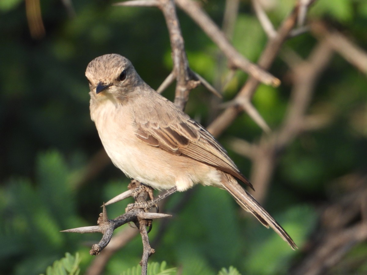 ハイイロヒタキ - ML645705492