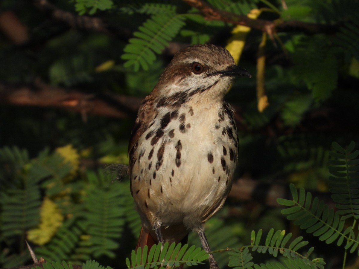 クロボシアサナキヒタキ - ML645705502