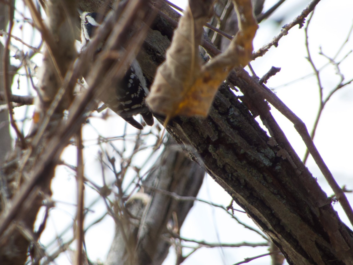 Downy Woodpecker (Eastern) - ML645705503