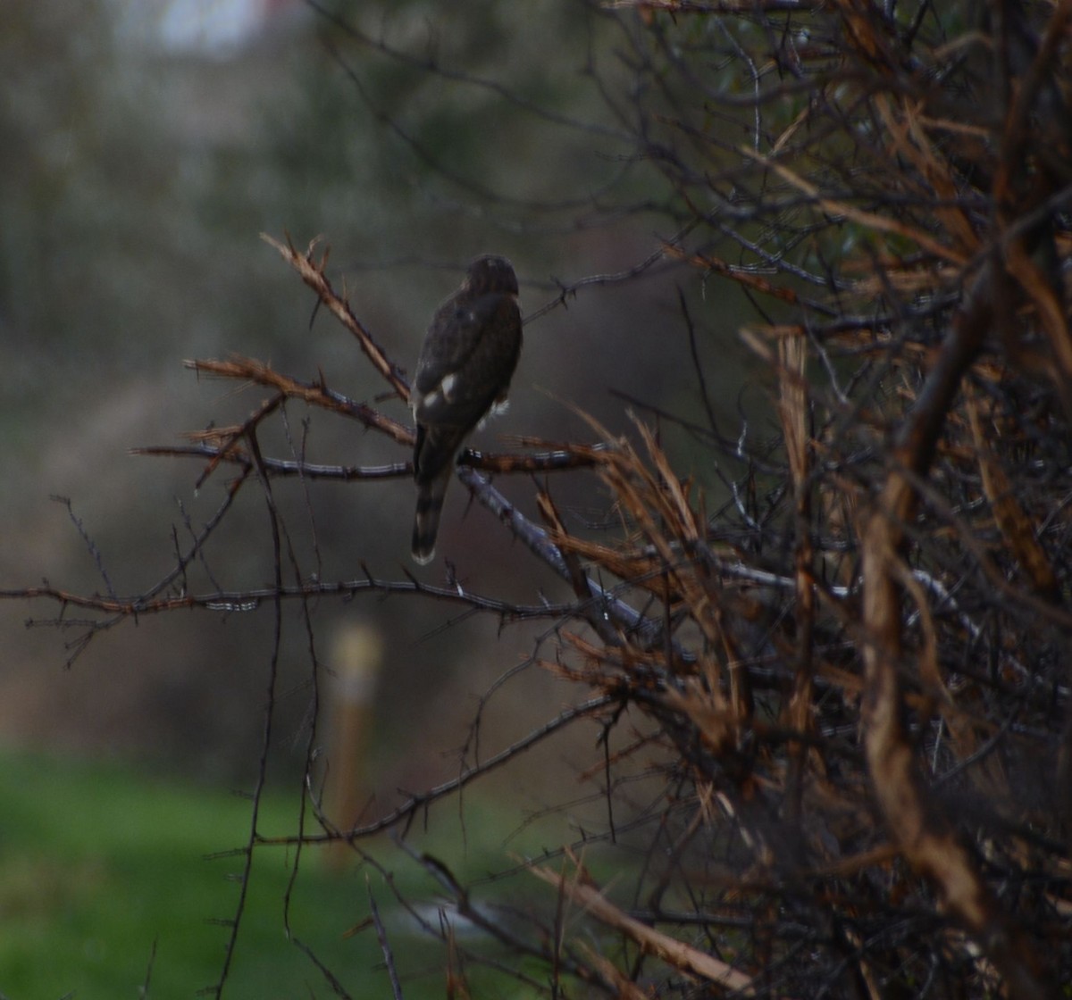 Eurasian Sparrowhawk - ML645705505