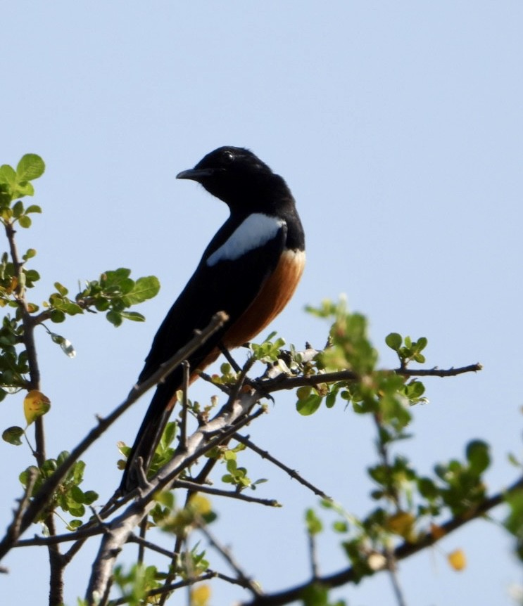 アカハラガケビタキ - ML645705514