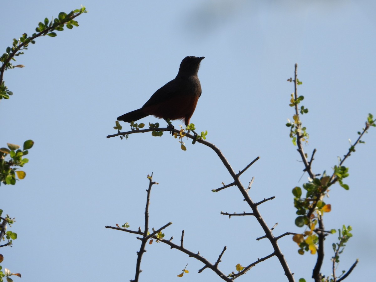 アカハラガケビタキ - ML645705515