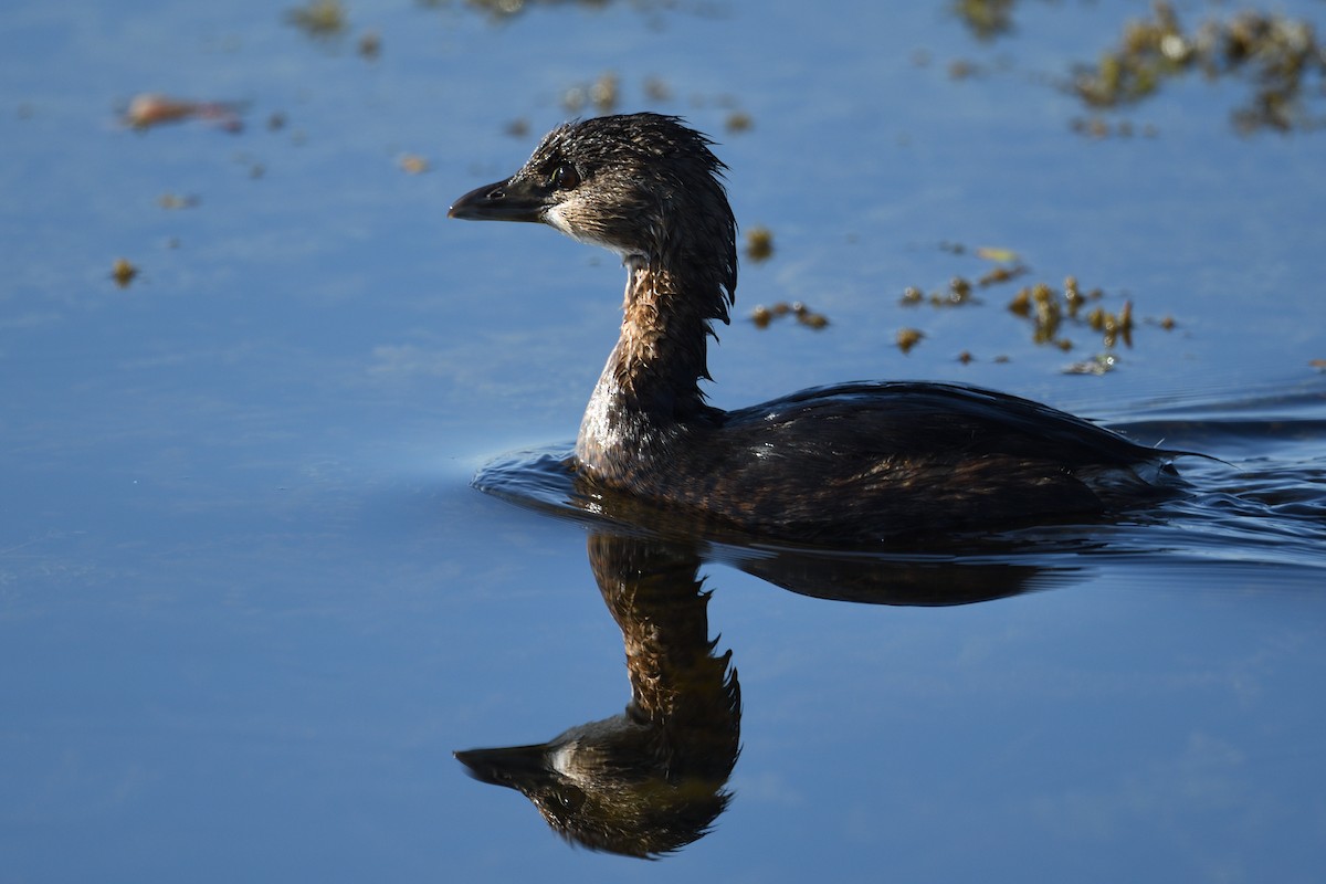 オビハシカイツブリ - ML645705516