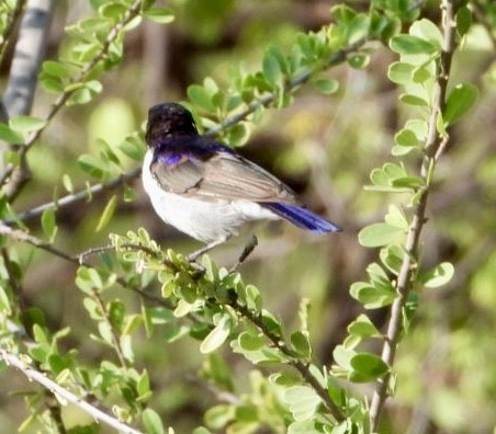 ヒガシスミレコバシタイヨウチョウ - ML645705517