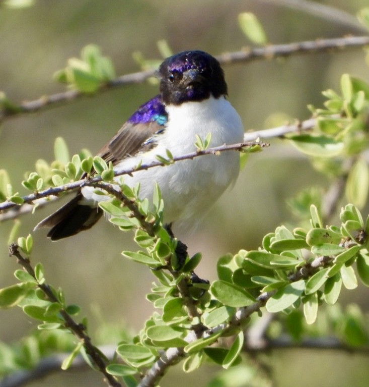 ヒガシスミレコバシタイヨウチョウ - ML645705518