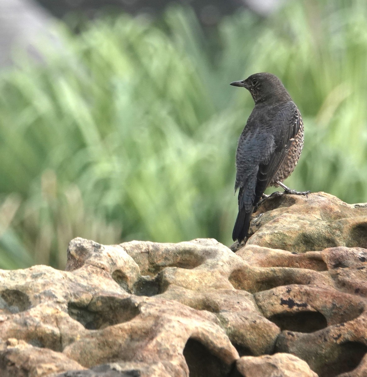 イソヒヨドリ - ML645705520