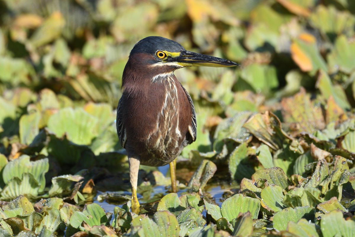 アメリカササゴイ - ML645705522