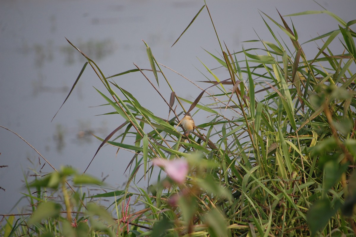 シロハラハウチワドリ - ML645705523