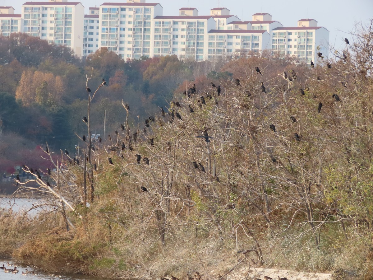 カワウ - ML645705524