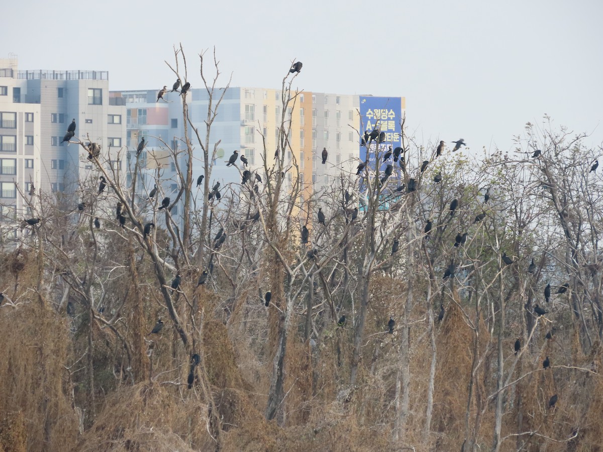 カワウ - ML645705525