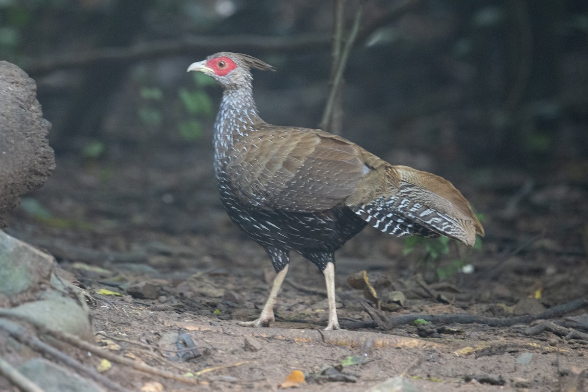 ミヤマハッカン - ML645705526