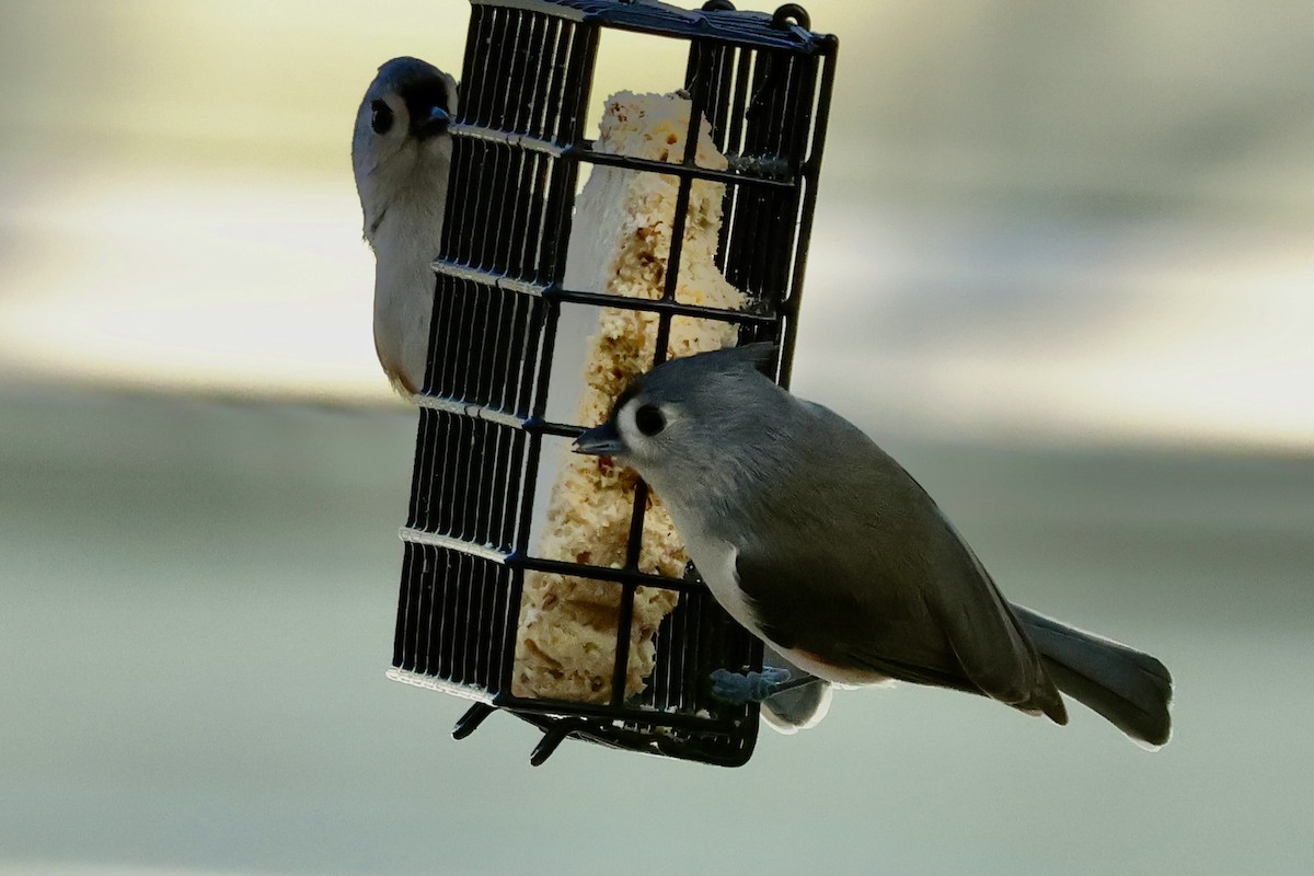 エボシガラ - ML645705527