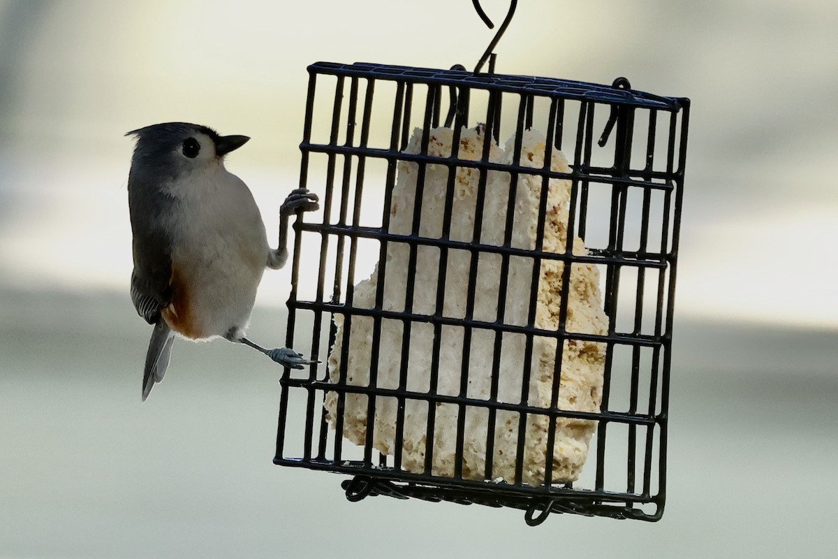 エボシガラ - ML645705528