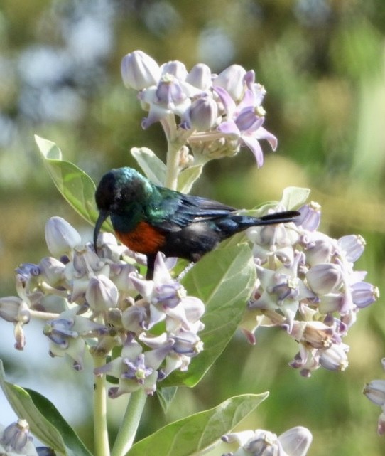 テリタイヨウチョウ - ML645705529