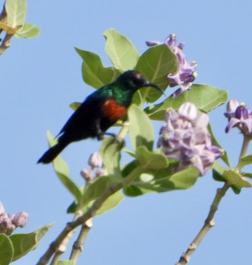 テリタイヨウチョウ - ML645705530