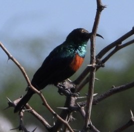 テリタイヨウチョウ - ML645705531