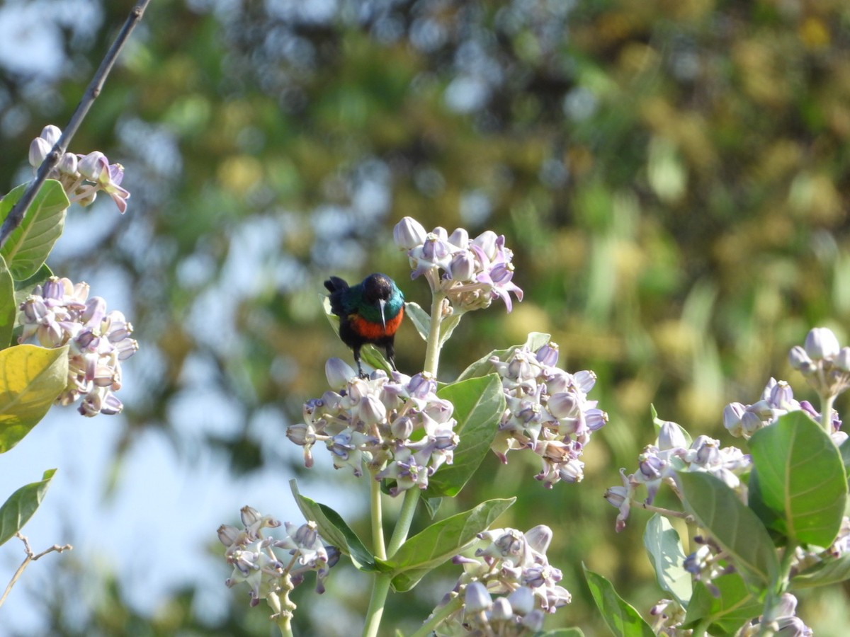 テリタイヨウチョウ - ML645705532