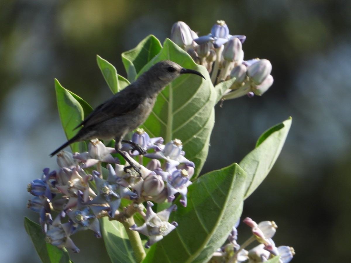 テリタイヨウチョウ - ML645705533