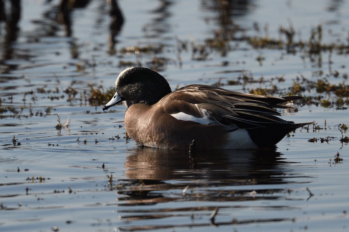 アメリカヒドリ - ML645705535