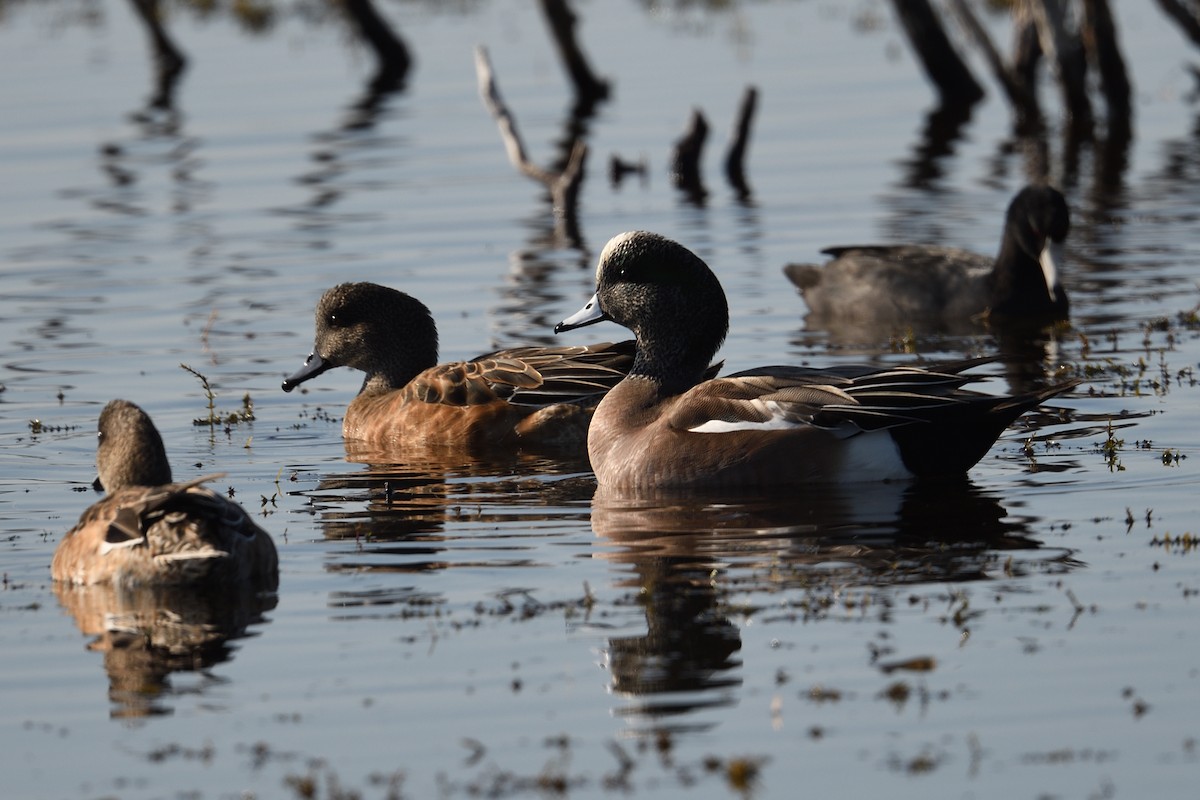 アメリカヒドリ - ML645705536