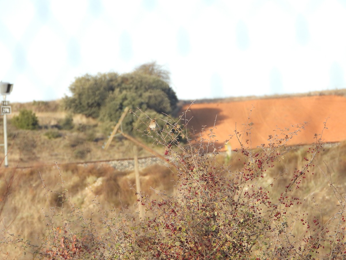 オオジュリン - ML645705537