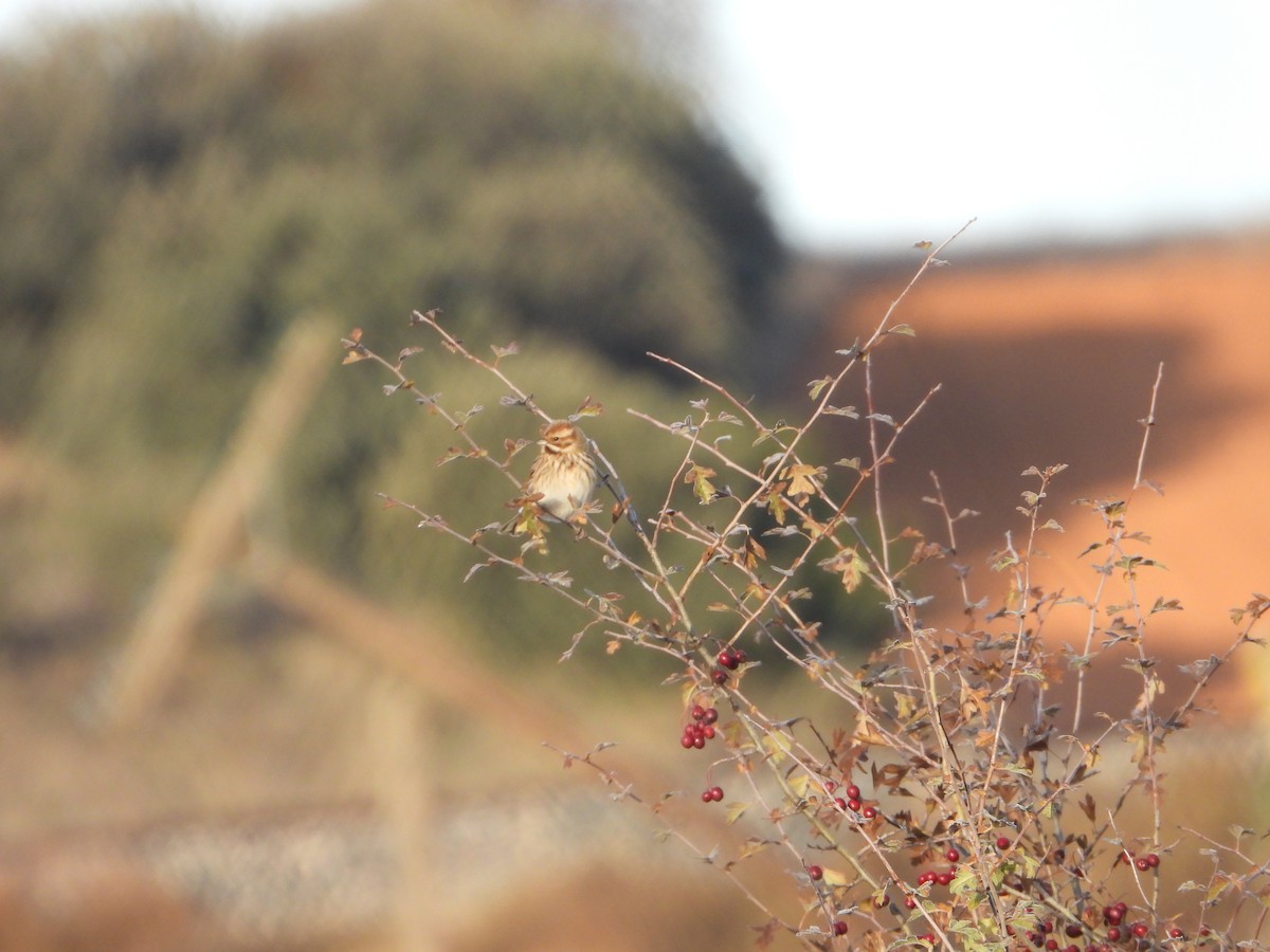 オオジュリン - ML645705538