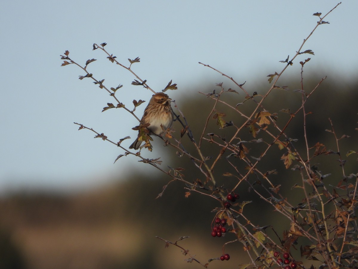 オオジュリン - ML645705539