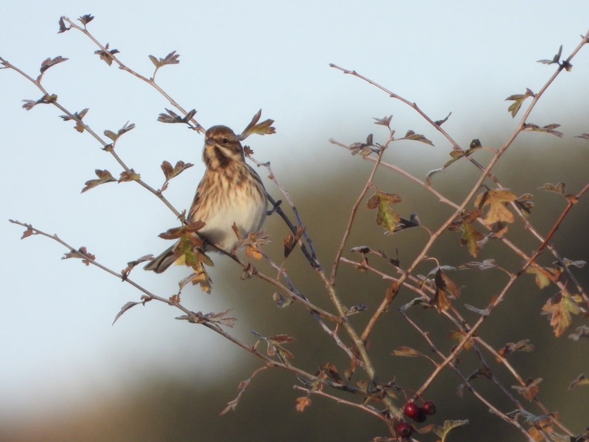 オオジュリン - ML645705540