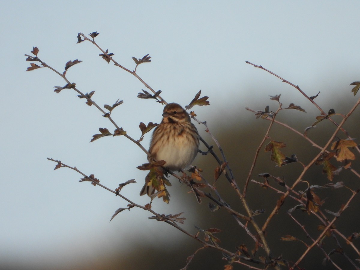 オオジュリン - ML645705543
