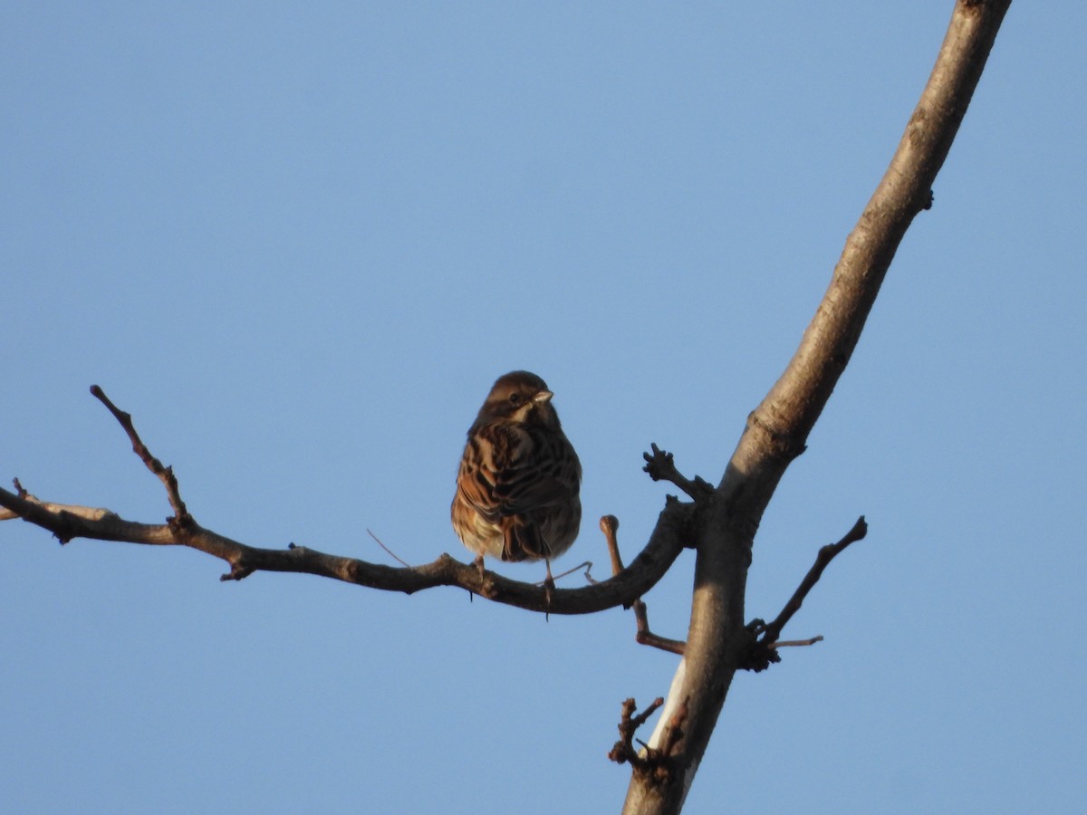 オオジュリン - ML645705544