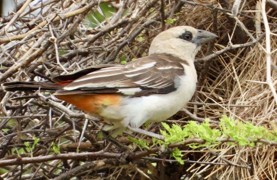 シロガシラウシハタオリ - ML645705546