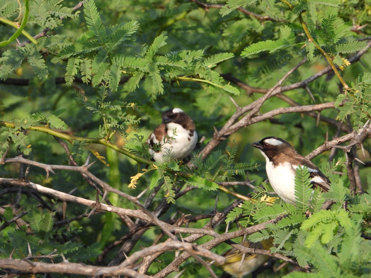 マミジロスズメハタオリ - ML645705549