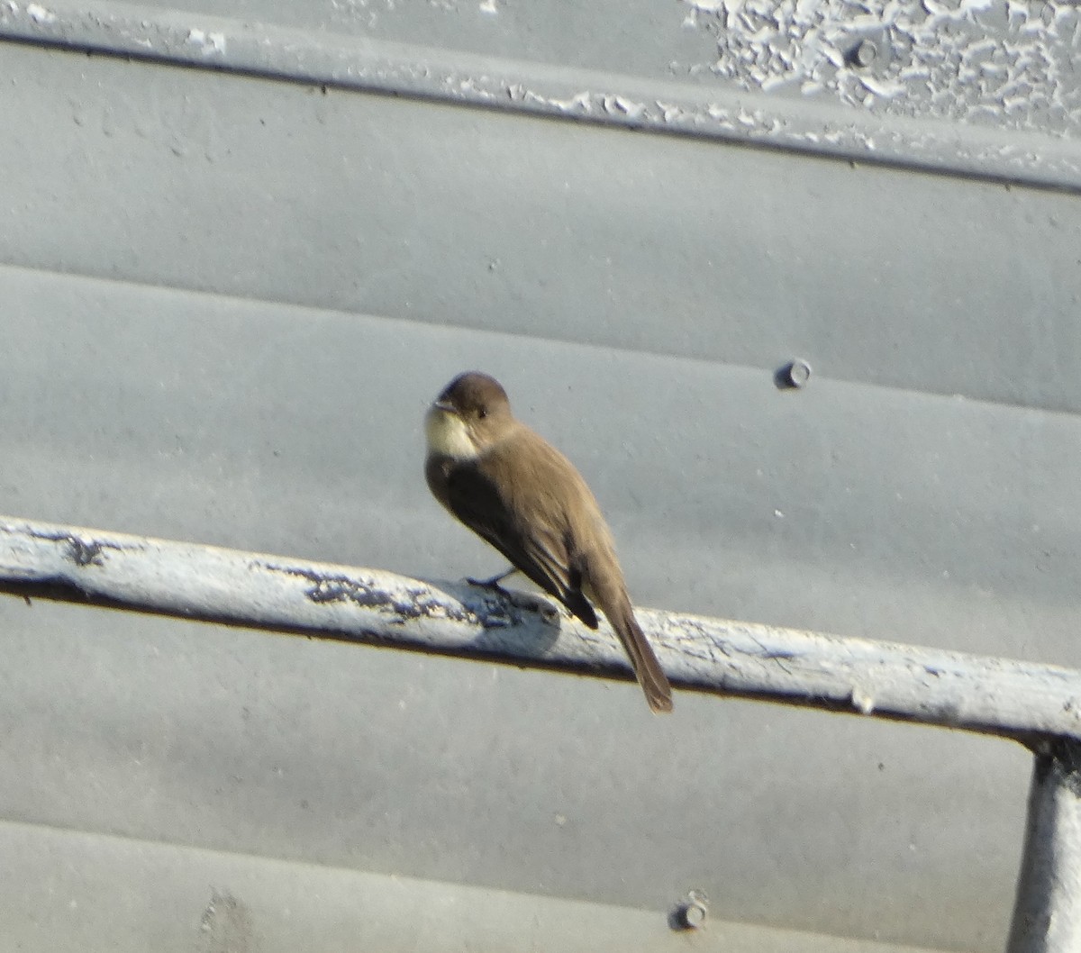 Eastern Phoebe - ML645705569
