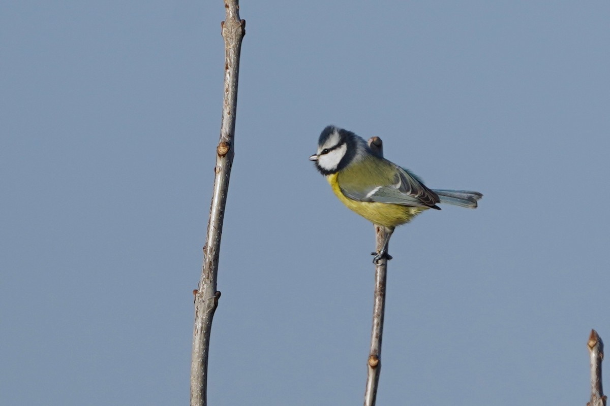 Eurasian Blue Tit - ML645705571