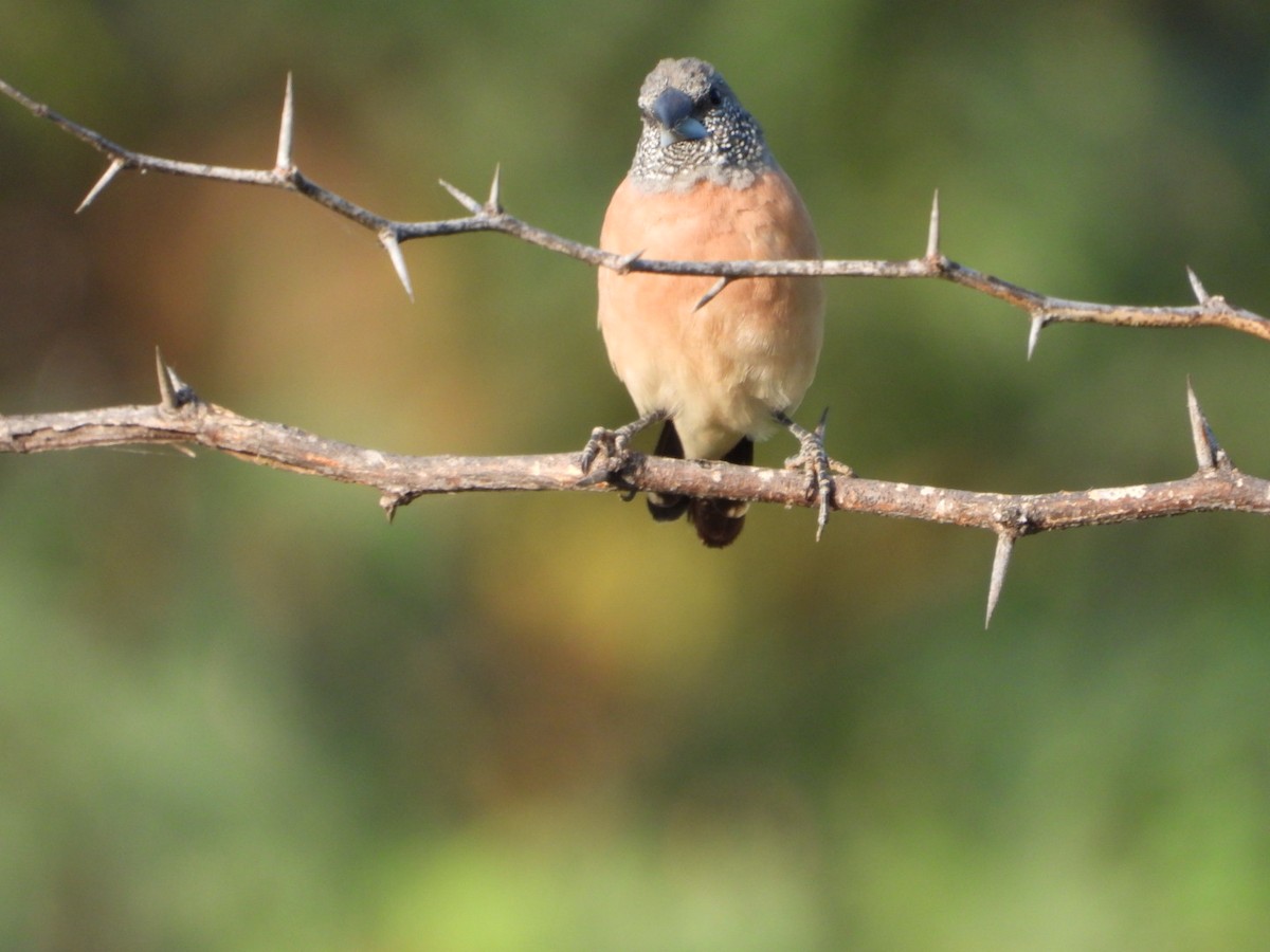 Gray-headed Silverbill - ML645705575