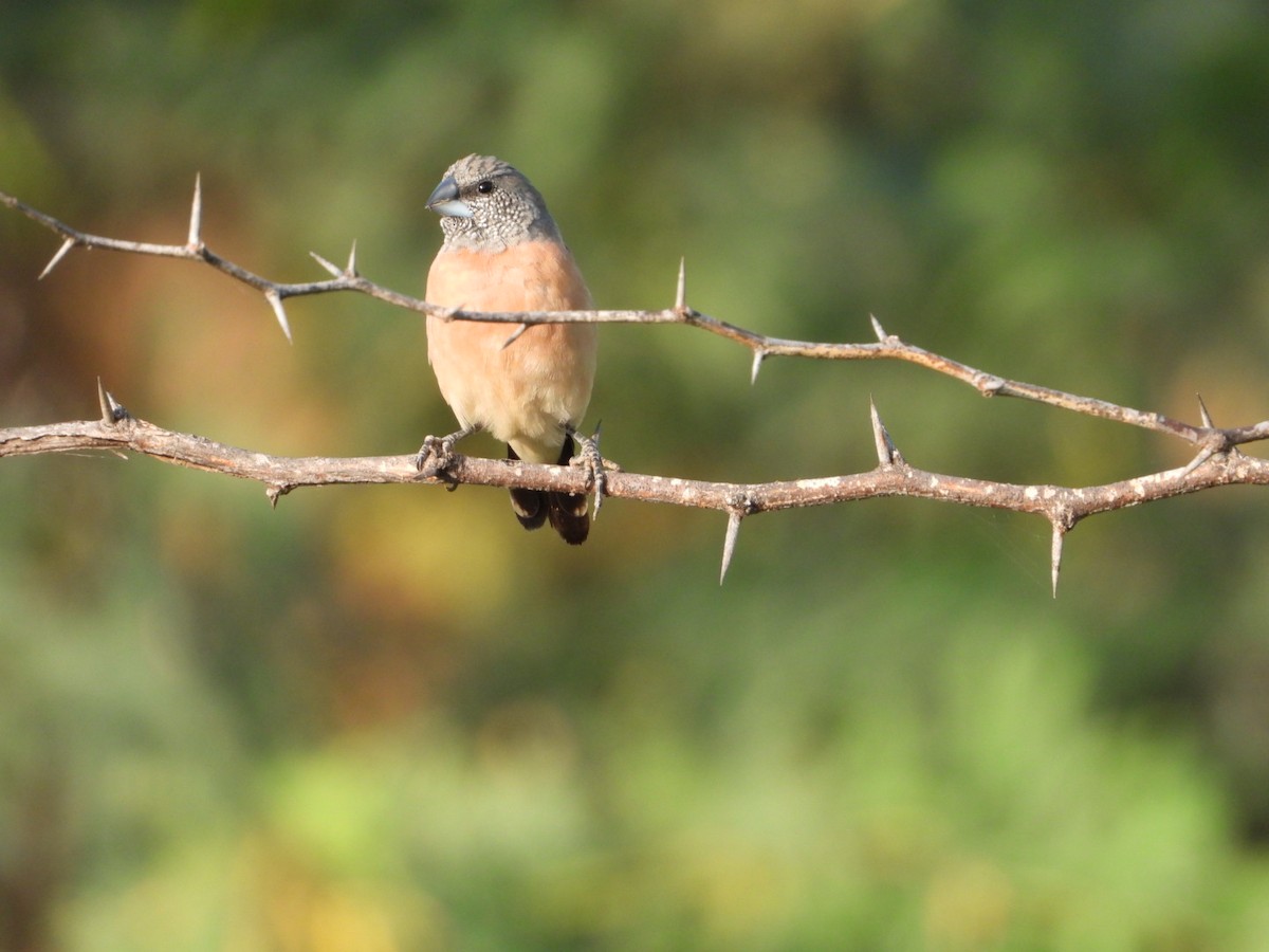 Gray-headed Silverbill - ML645705577
