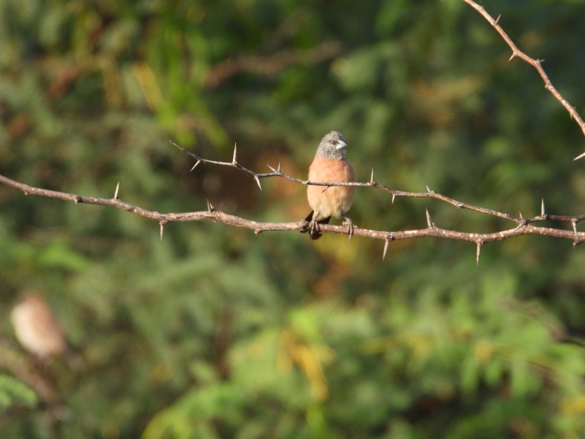 Gray-headed Silverbill - ML645705578