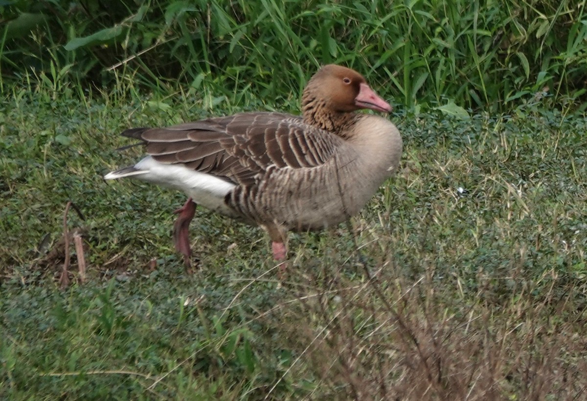 Graylag Goose - ML645705597