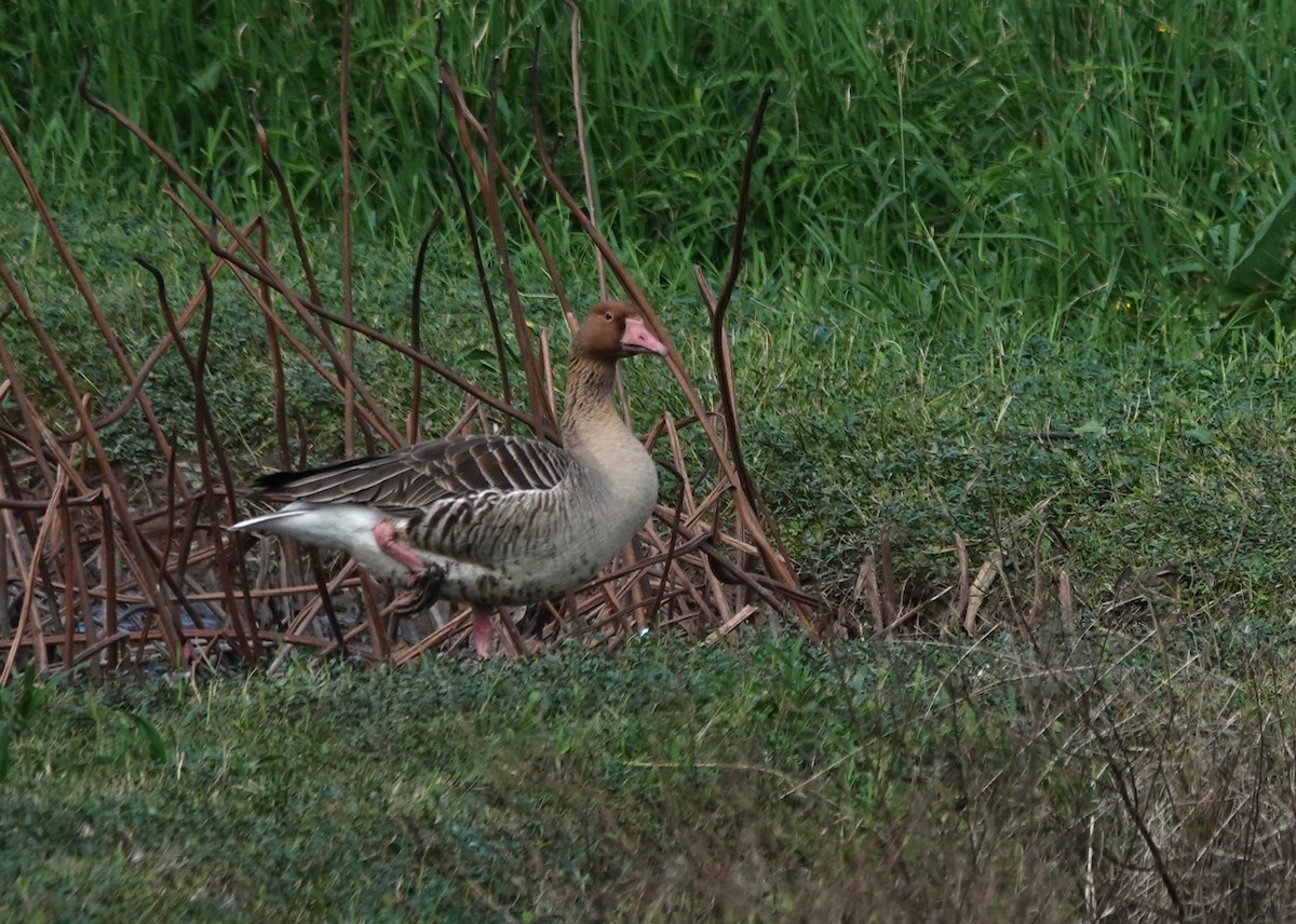 Graylag Goose - ML645705598